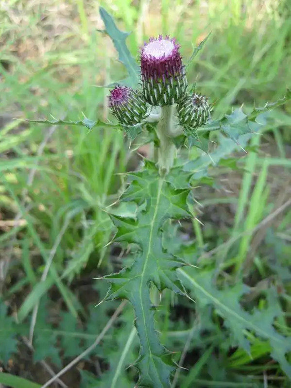 农村这种带刺惹人嫌的野草,不仅能吃,还能健脾开胃,你敢吃吗?