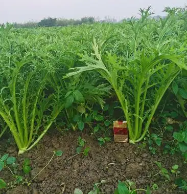 雪里红 鲜货 40/60公分市场货!腌制货产地直供