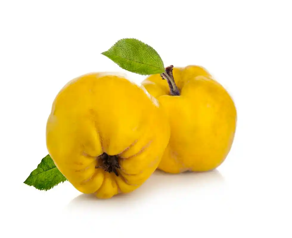 两个榅,两个榅桲果叶上孤立的白色背景