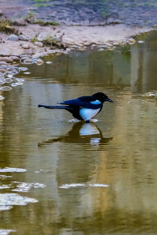 喜鹊洗澡 - 美篇