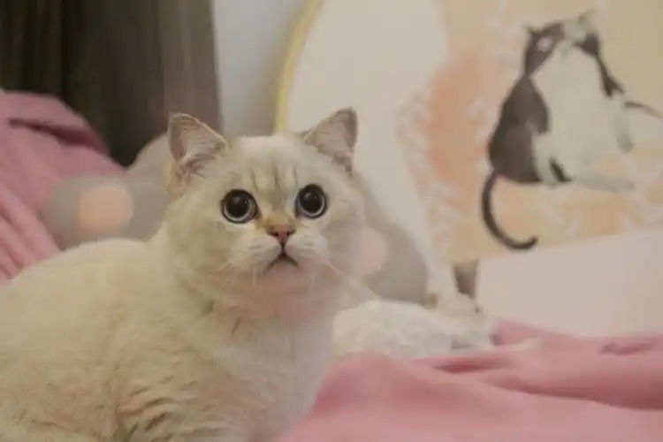 叁宅猫山猫纹金点色英短