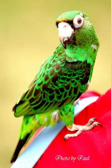 鹦鹉系列 (9) - 贾丁氏鹦鹉