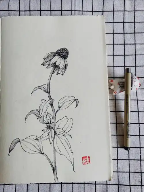 临摹请@我一下#零基础学画画  #画画的日常  #针管笔手绘  #松果菊