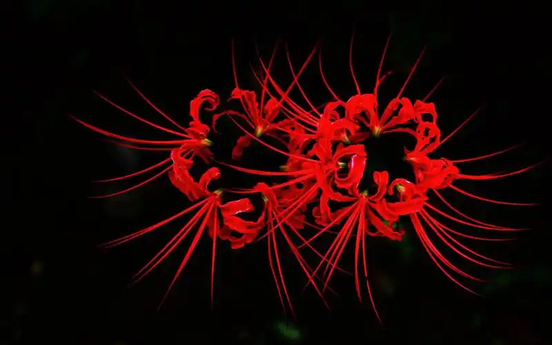 曼珠沙华彼岸花