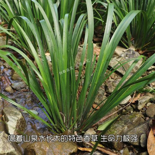 五香草苗贵州新鲜可食用三奈五香草盆栽水培好种山奈香料四季香草