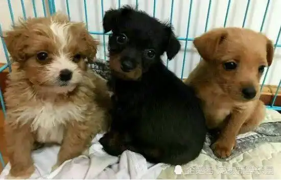 泰迪恋上土狗最后生出三只这玩意儿主人一看乐开了花