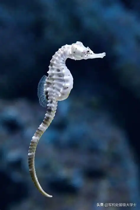 海马属于什么类动物野生海马生长在多少米深的水里有什么生活习性