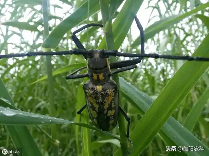 危害对象天牛种类多,危害林木和作物的种类也很多果树类有苹果,梨,杏