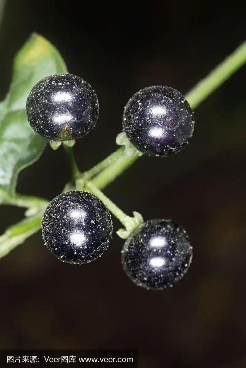 龙葵的成熟果实.
