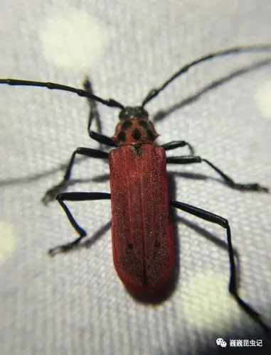 虫趣点滴驻马店天牛观察手记