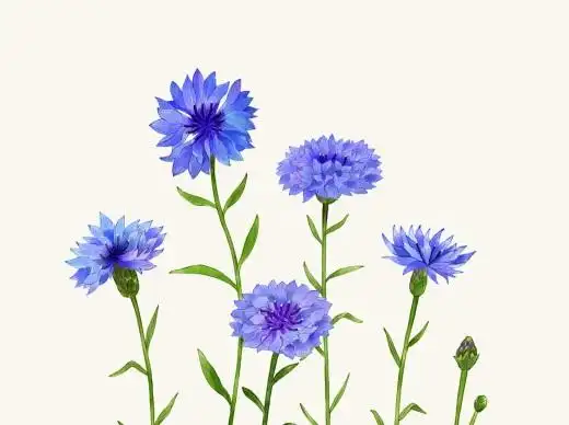 免扣 植物花卉 矢车菊 淡彩水色 水彩插画psd