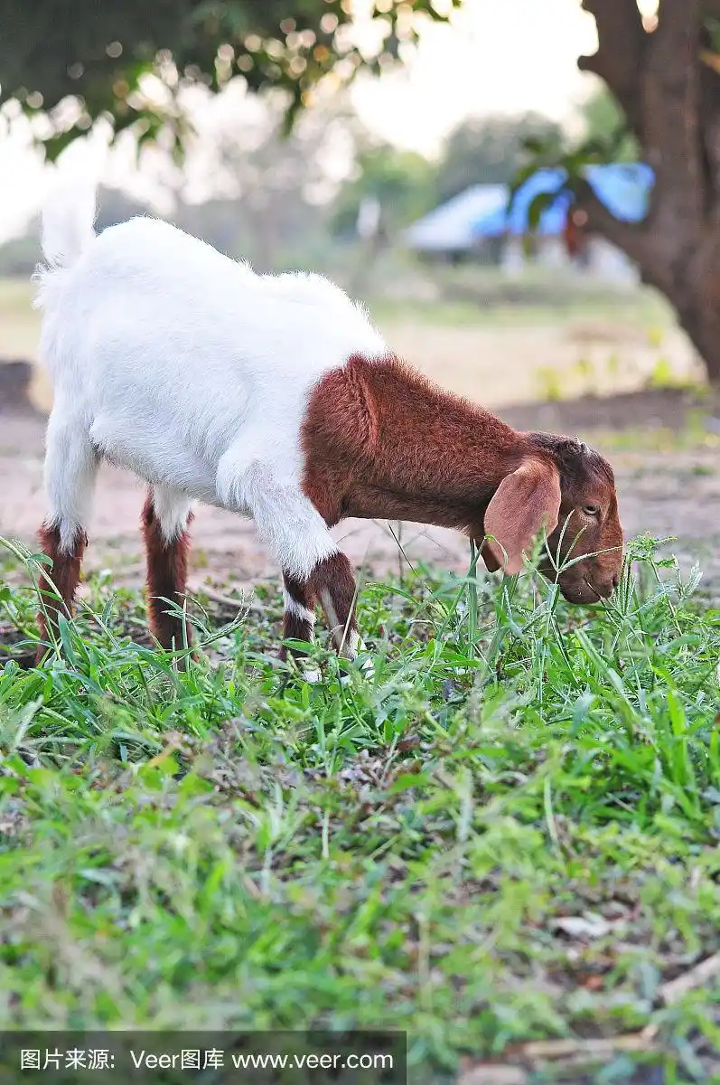 小棕白色山羊在草地上吃草