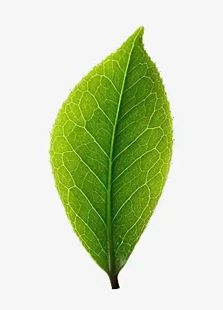 本作品全称为《简约一片绿色叶子创意元素》,在整个配色上使用绿色