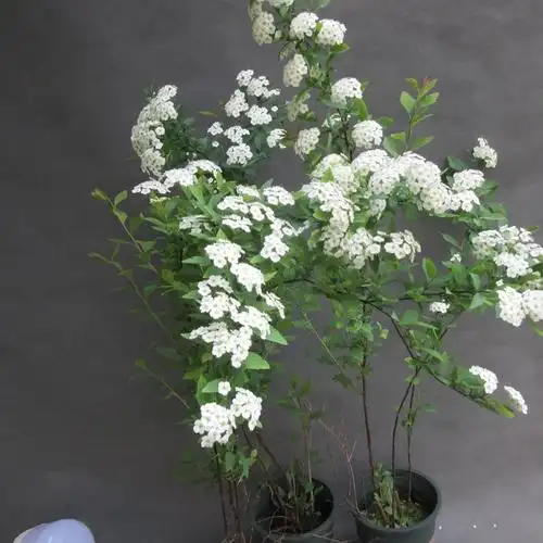 小手球盆栽庭院苗珍珠梅花卉大小绿植耐寒耐热好养雪柳苗喷雪花--爱鉴