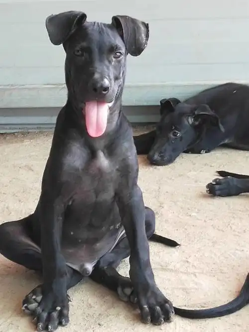 纯种墨界黑狼犬幼犬价格