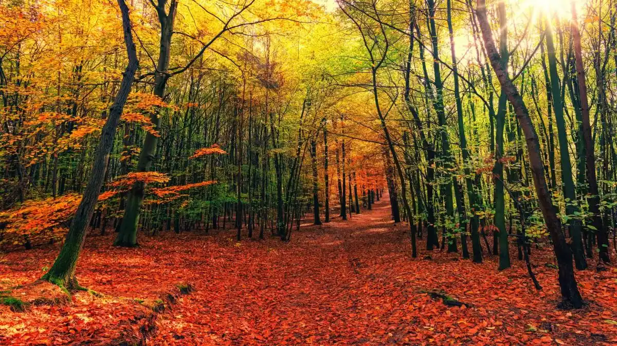 唯美秋天树林落叶图片大全-风景壁纸-高清风景图片-第
