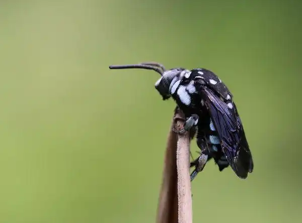 凹盾斑蜂,膜翅目蜜蜂科.体黑色,头,胸,腹部多处被蓝色毛及毛斑.