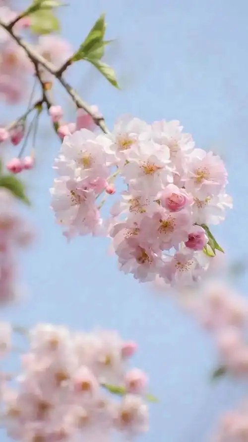 花开天府内江的春天有多美这份樱花地图告诉你