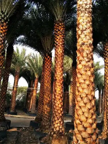 杆高5米中东海枣银海枣1450元