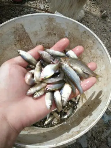 小野鱼多少一斤?