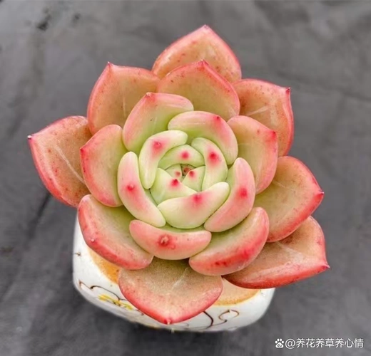 多肉香槟怎么养容易出状态?掌握4招,冻出果冻色,像通透的玉石