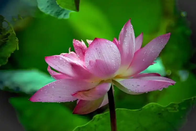 荷花 荷花图片 高清荷花图片