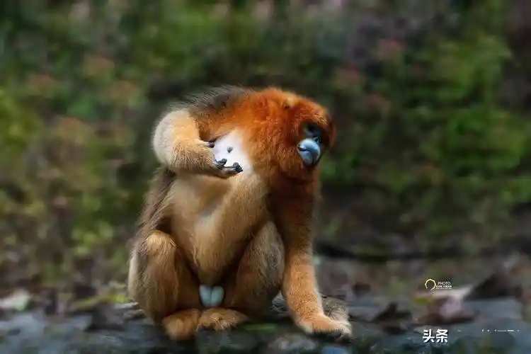 野生金丝猴世界濒危珍稀动物杭州翁剑敏摄影