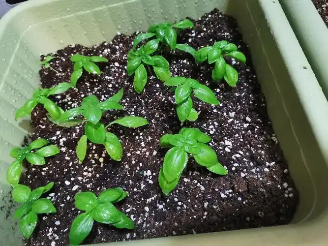 罗勒小苗种子分享