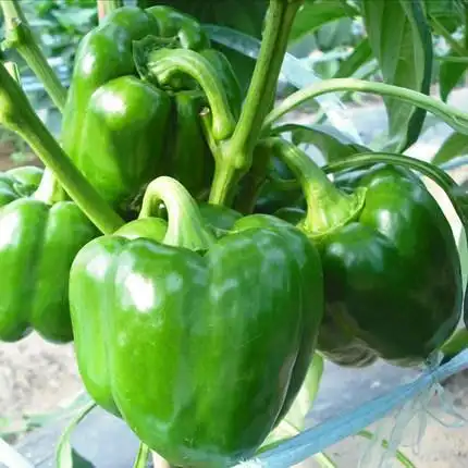 新鲜蔬菜灯笼椒青圆椒现摘绿色青椒甜椒彩椒团建送礼生鲜新鲜精选3斤
