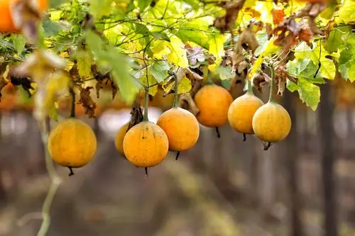 禹州栝楼丰收季