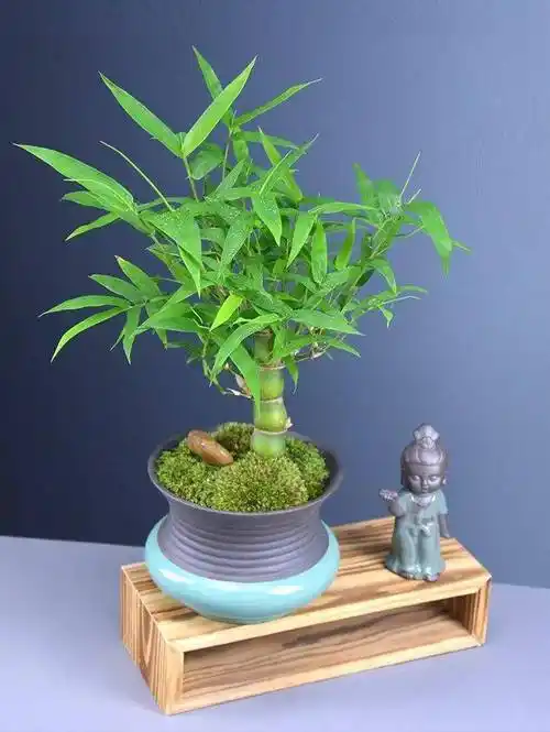 这"胖竹子"真奇特,既有竹的风骨与品格,还胖起来真好看!_盆景