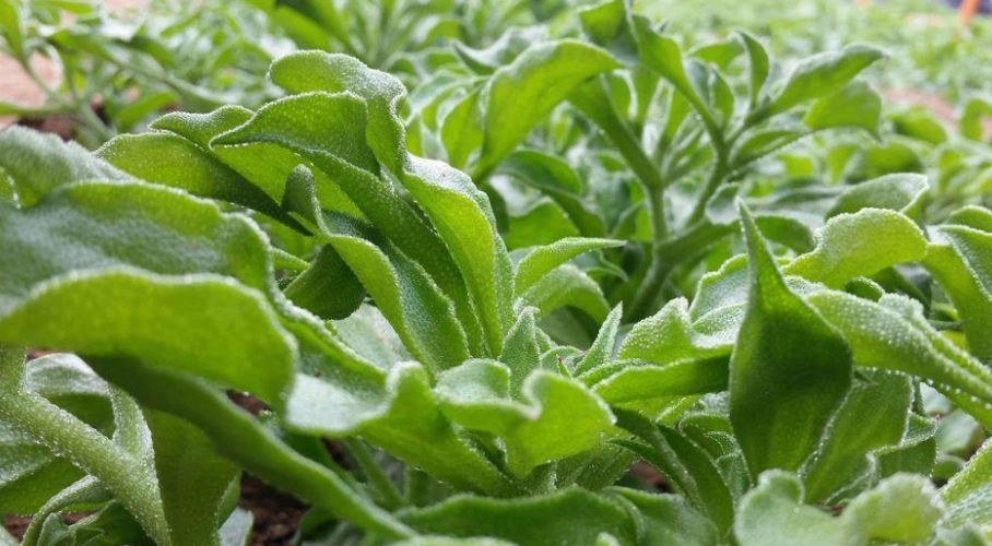 冰菜学名"冰柱子",该如何进行种植?种植的方法非常的重要!