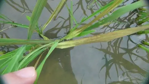 水稻淹水性缺钾赤枯