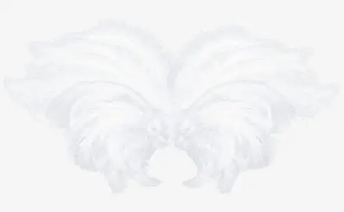 白色漂亮翅膀
