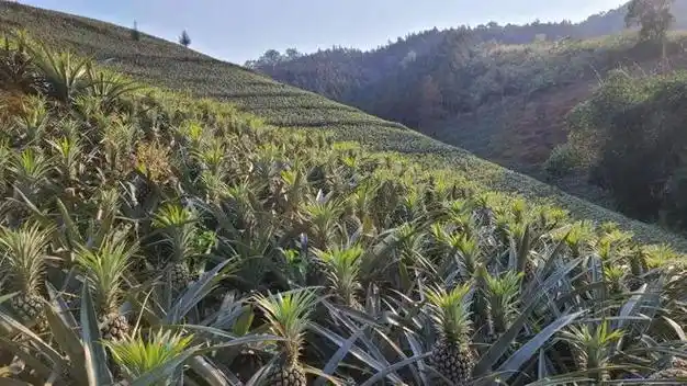 云南这款号称菠萝界的香奈儿的菠萝福利来了￥299秒4kg