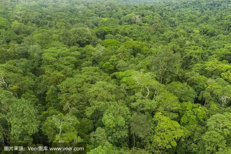 鸟瞰图的绿色雨林树叶,刚果盆地