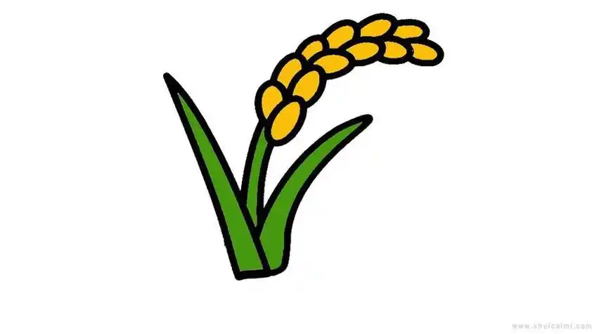 水稻的简笔画 水稻的简笔画怎么画