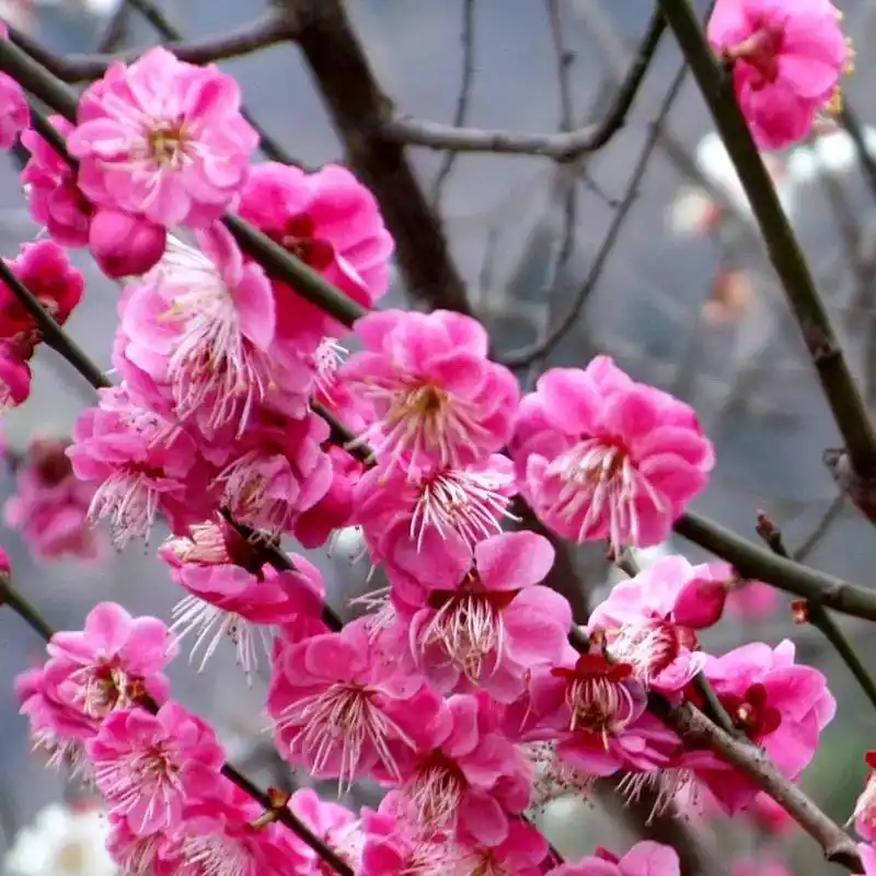 庭院红梅乌梅盆栽开花 - 抖音