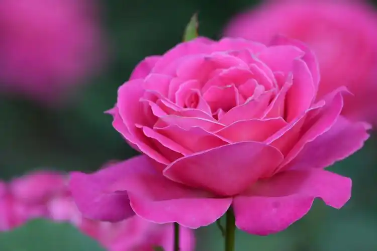 玫粉色月季花,原创拍摄