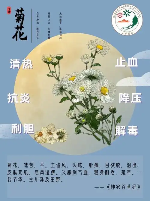 菊花花中隐士带你疏风散热