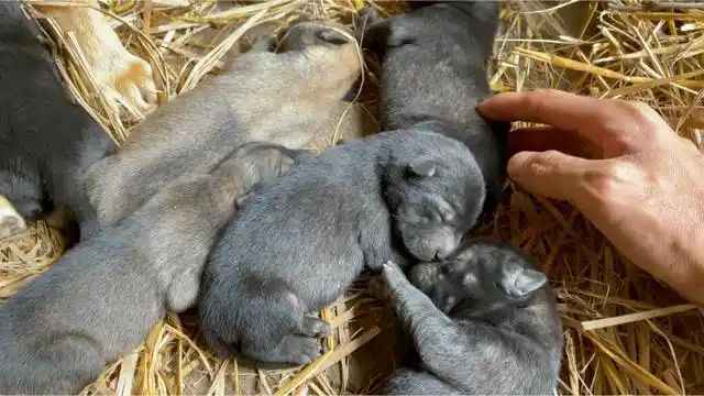 小土狗出生第五天,抓起来一看发现情况不乐观,看看怎么回事