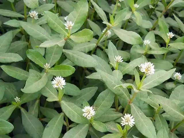 原创花生草一种"入侵植物",泛滥成灾,嫩芽可以食用,如今5元一斤