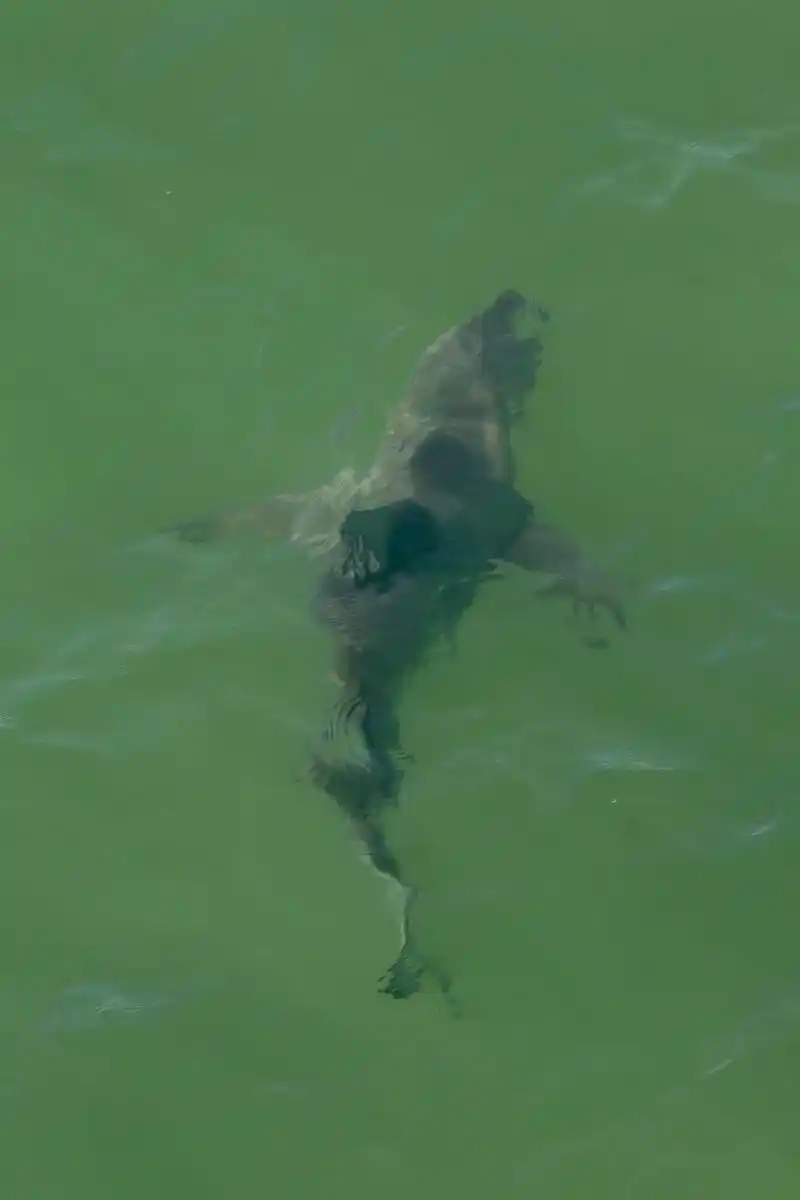 世界十大水怪之欧肯纳根水怪    恐怖指数:★★★★    神秘指数