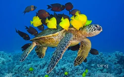green sea turtle being cleaned by reef fish off the kona coast