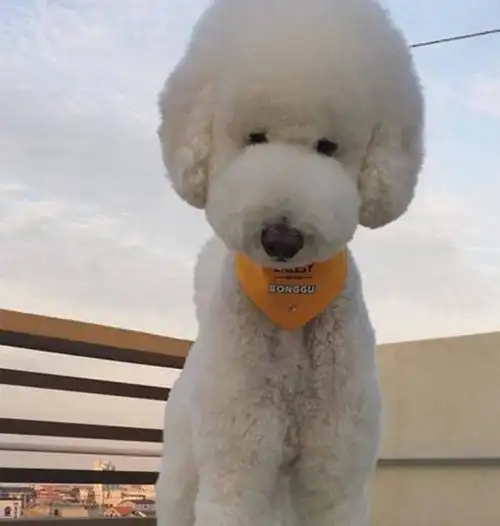 这只超大型的巨贵,一看就是平时被主人宠坏了的!