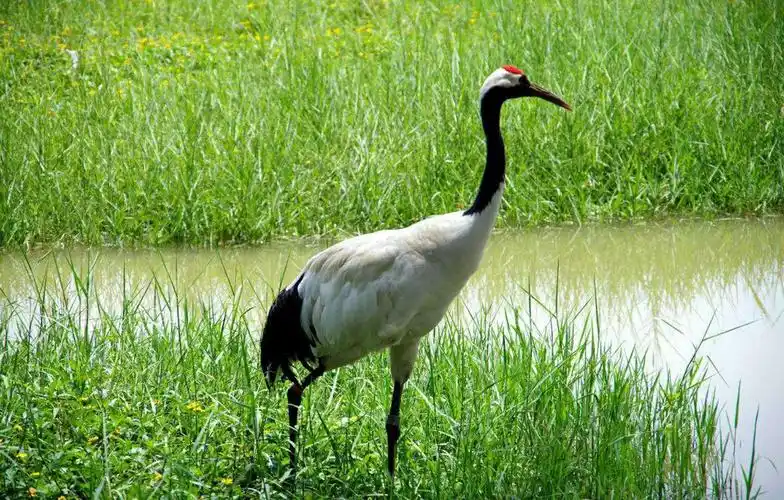 【墨竹原创诗歌】一只仙鹤的魅力