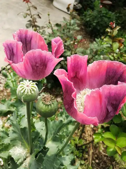 心理绘画沟通法