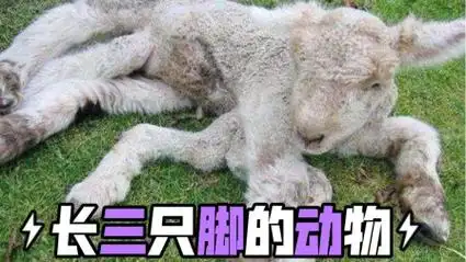 世界上是否有三只脚的动物?
