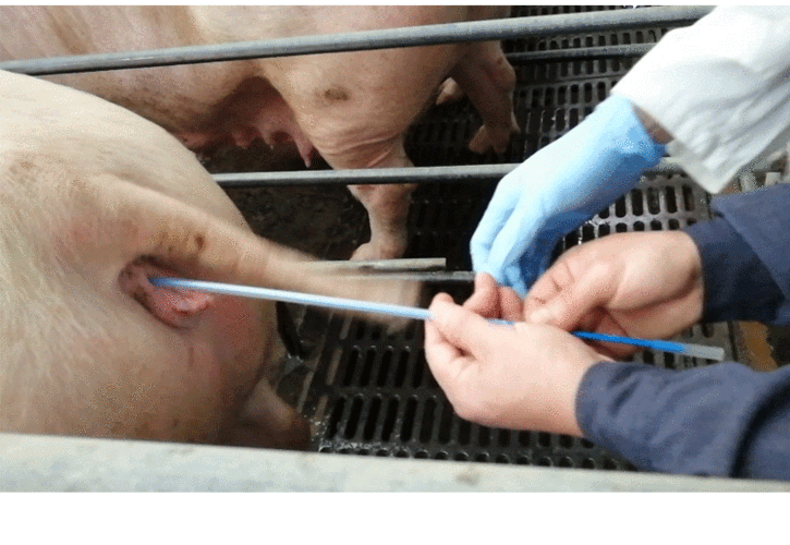 高繁一号 深部输精管深度入子宫猪用人工授精设备