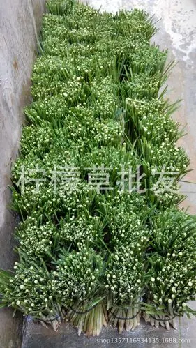 【新鲜柠檬香茅】价格,厂家,图片,其他蔬菜,柠檬草批发-马可波罗网